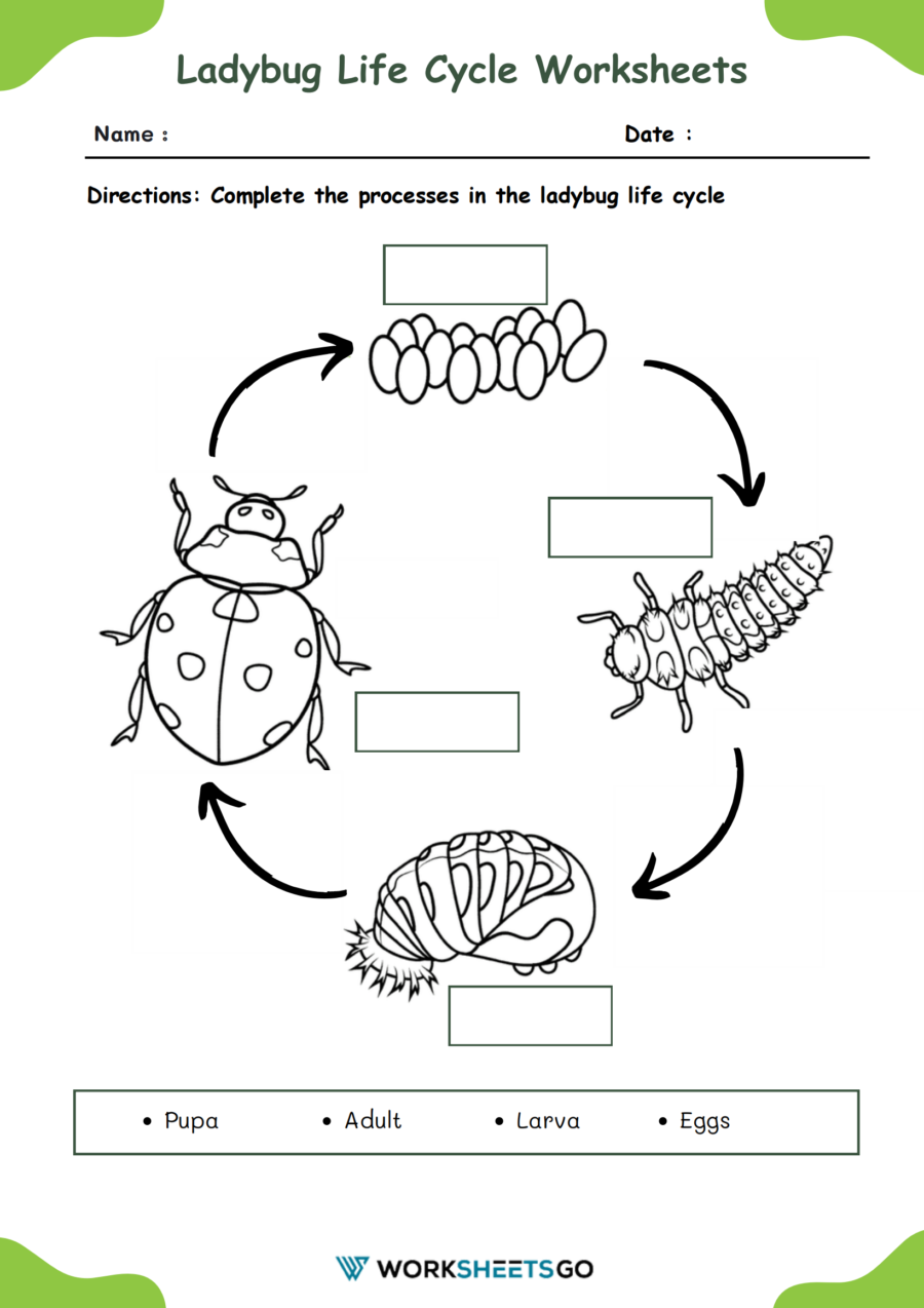 Ladybug Life Cycle Worksheet