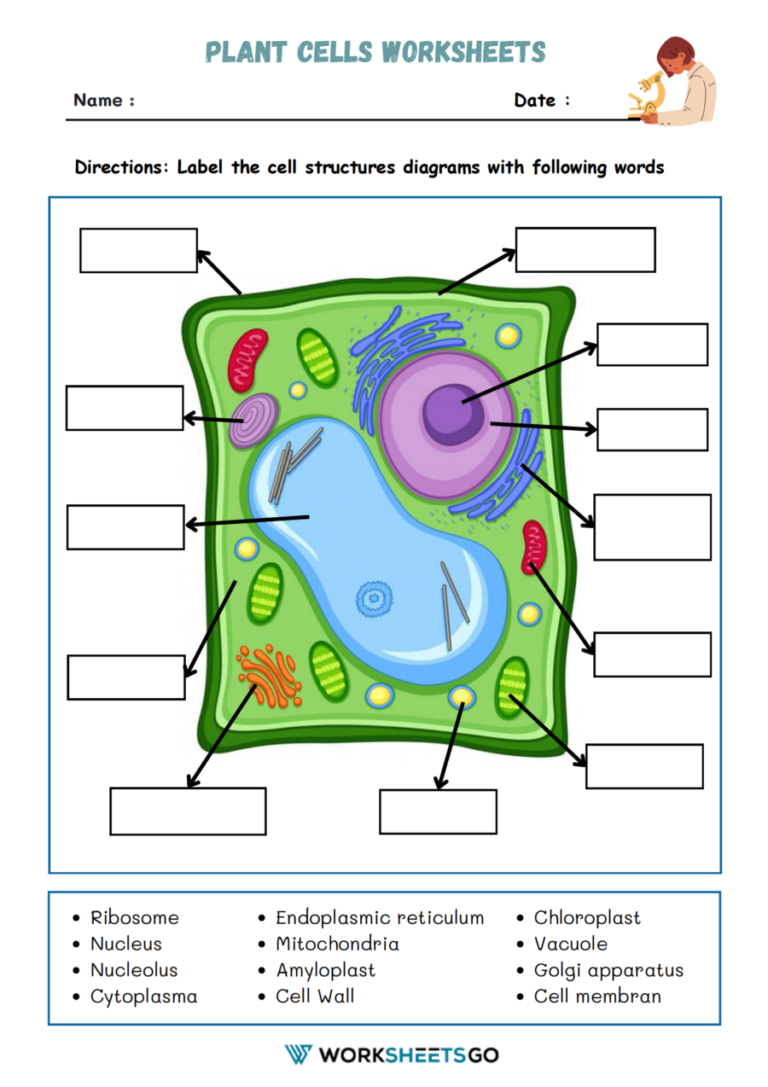Life Cycle of A Bean Plant Worksheets | WorksheetsGO