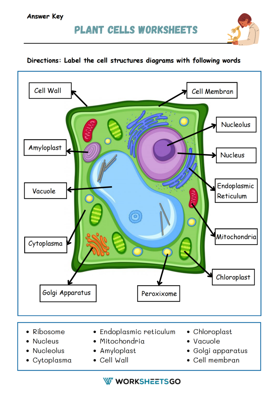 Plant Cells Worksheet Answer Key Plant Cells Worksheet Answer Key