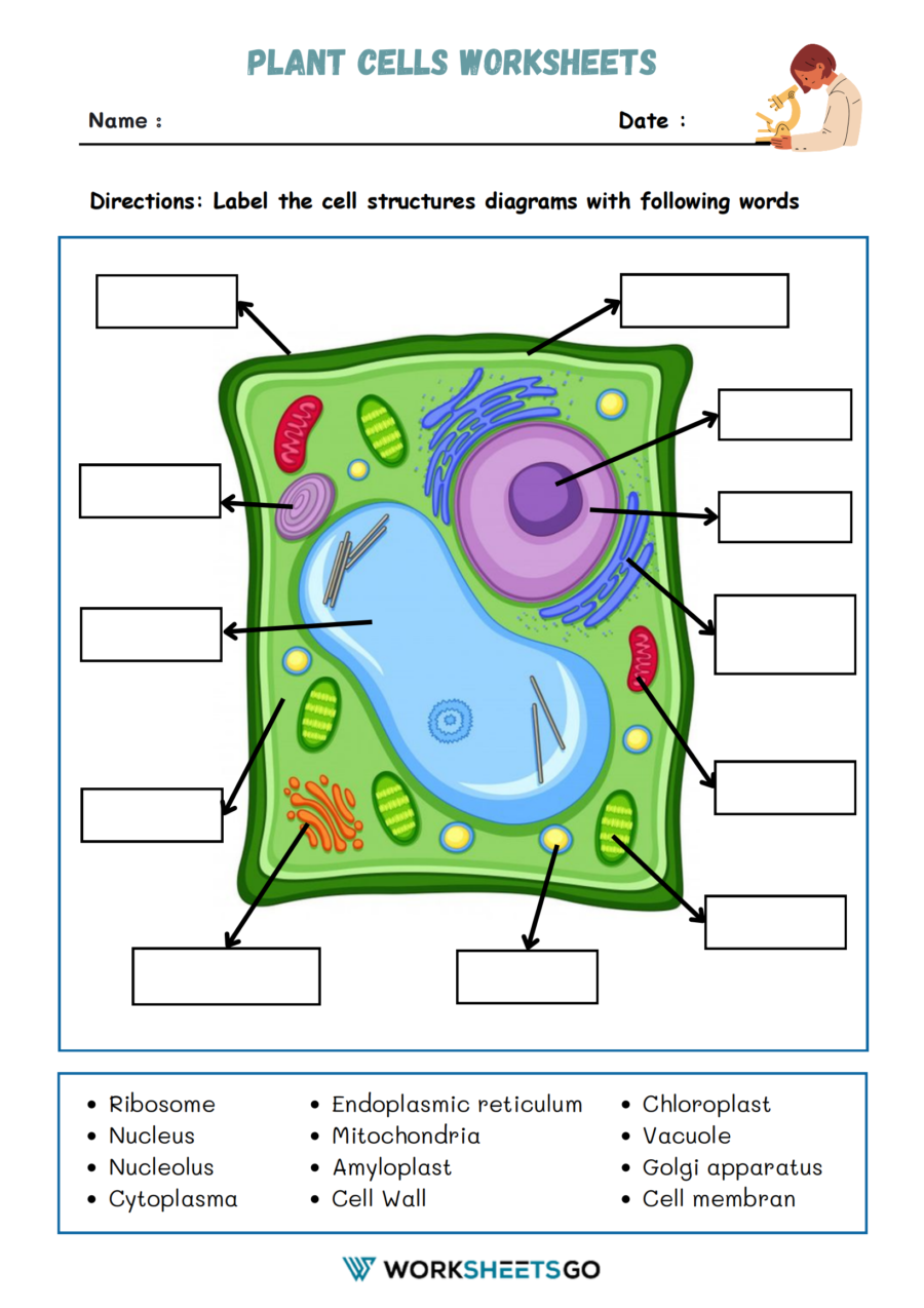 Plant Cells Worksheet Plant Cells Worksheet