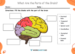 What Are the Parts of the Brain Worksheets