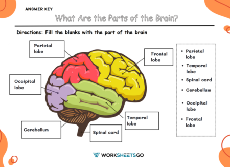 What Are the Parts of the Brain Worksheets | WorksheetsGO