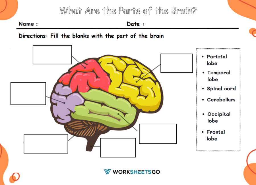 What Are The Parts Of The Brain Worksheets WorksheetsGO what-are-the-parts-of-the-brain-worksheets-worksheetsgo