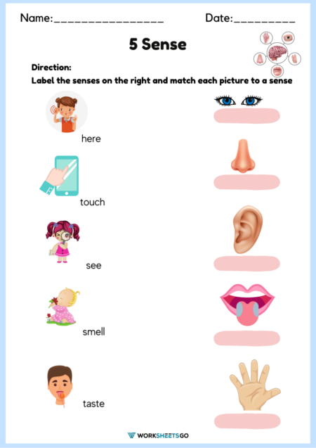 5 Senses Worksheets WorksheetsGO